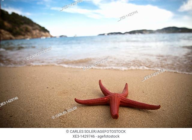 Red starfish on the beach, Ibiza, Spain