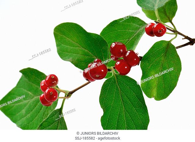 Fly Honeysuckle (Lonicera xylosteum). Twig with berries, studio picture. Germany