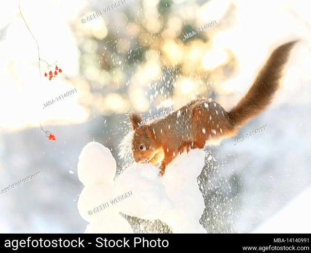 red squirrel is standing in a shower of snow