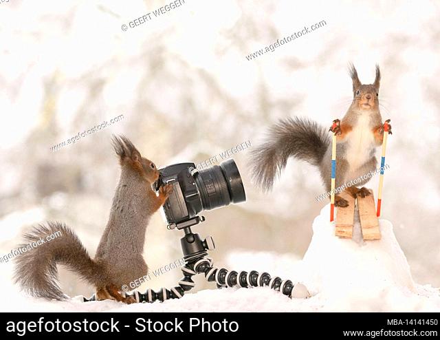 red squirrel is standing on skis another behind an camera