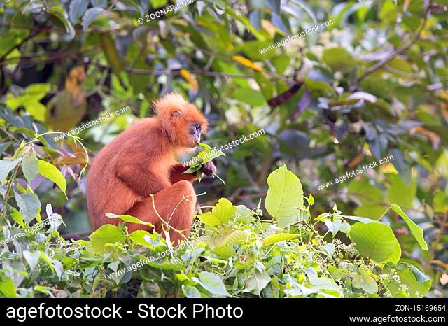 Maronenlangur (Presbytis rubicunda), eine endemische Affenart der Insel Borneo, Danum Tal Schutzzone, Danum Valley Conservation Area, Sabah, Borneo