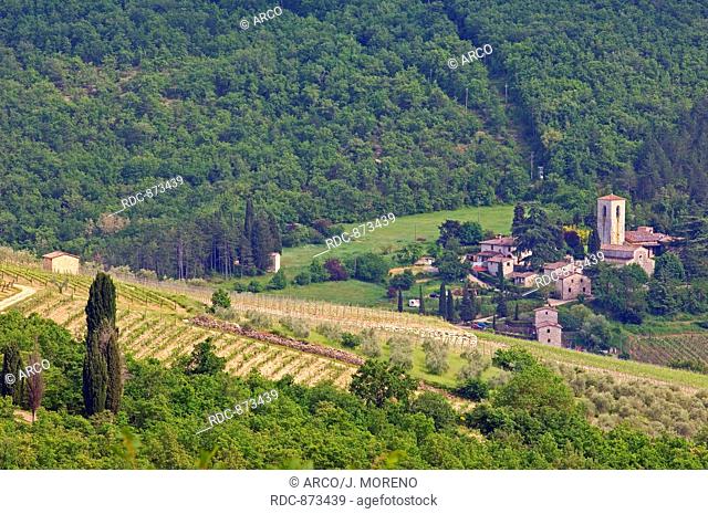 Vineyards, Near Radda in Chianti, Chianti, Tuscany landscape, Siena Province, Tuscany, Italy