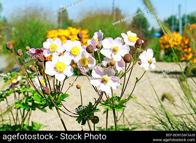 Japanese anemone (Anemone hupehensis) in botanic garden. Flower commonly known as thimbleweed, or windflower