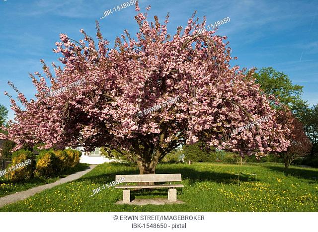 Resting bench under blossoming Japanese Cherry on the Rhine island Weerd at the monestary of Weerd, Canton Schaffhausen, Switzerland, Europe