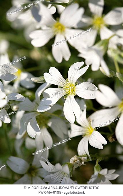 Snow in Summer, Cerastium tomentosum, Mass of white flowers growing outdoor