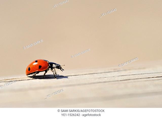 Ladybug on wooden fence close-up, Camargue, France