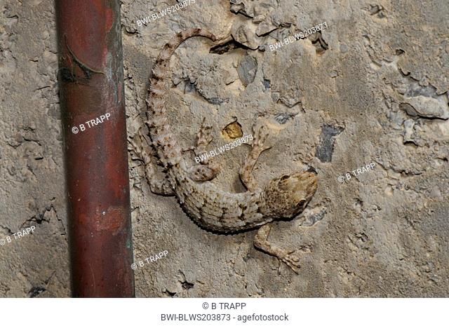 Kotschy's gecko Mediodactylus kotschyi, Cyrtodactylus kotschyi, at a concrete wall, Greece, Peloponnes