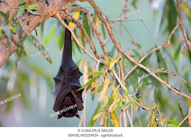 Little Red Flying Fox Pteropus scapulatus, adult Little Red Flying-Fox roosts in a colony in the trees during the day , Australia, Western Australia