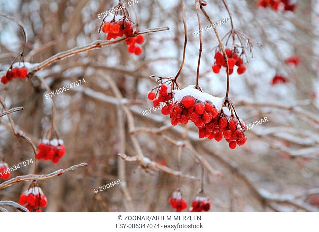 Red rowan tree in winter forest