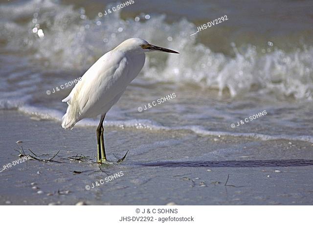 Snowy Egret, Egretta thula, Sanibel Island, Florida, USA, adult in water