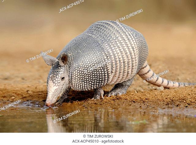 Armadillo Armadillo Dasypodidae at water hole in south Texas, United States of America