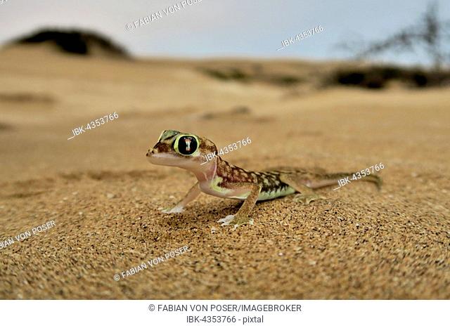 Namib gecko, namib sand gecko, web-footed gecko (Pachydactylus rangei), Namib Desert, Namibia