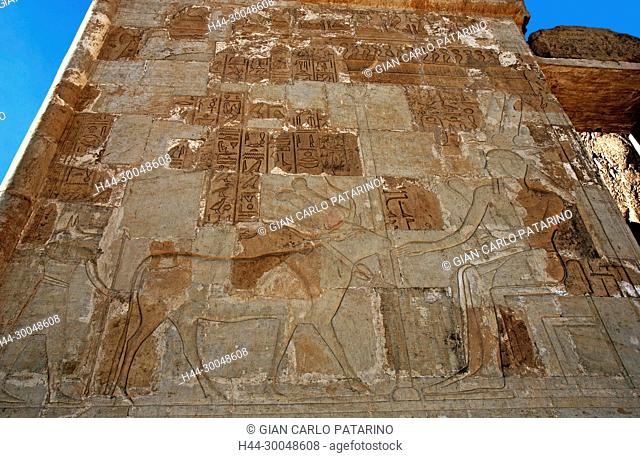 Deir el Bahari, Luxor, Egypt: temple of the queen Hatshepsut (New Kingdom 1567-1080 b.C.) at Deir el Bahari called Djeser-Djeseru: wall with sacred scene
