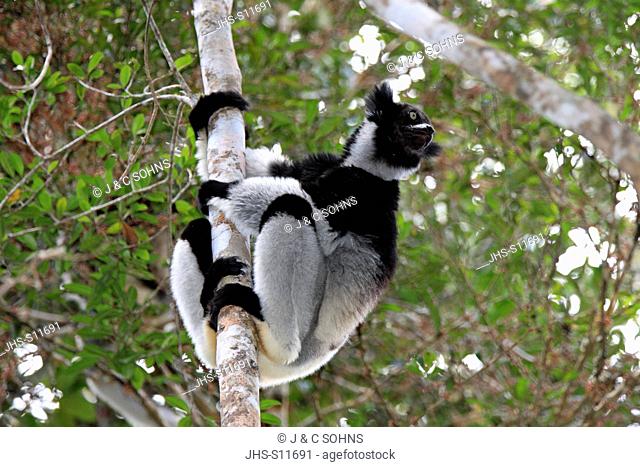 Indri, Indri indri, Perinet Game Reserve, Andasibe, Madagascar, Africa, sitting in tree