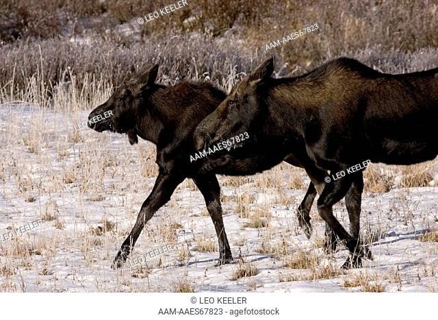 Shiras Moose (Alces alces) in Yellowstone National Park in winter
