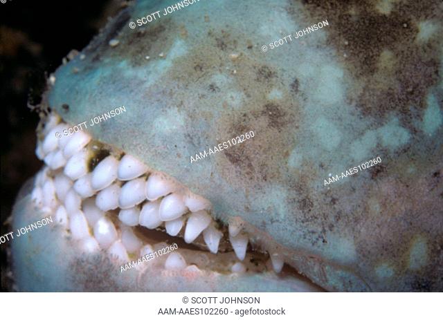 Parrotfish (Calotomus) Scrape Algae from Coral with Overlapping Teeth, Hawaii