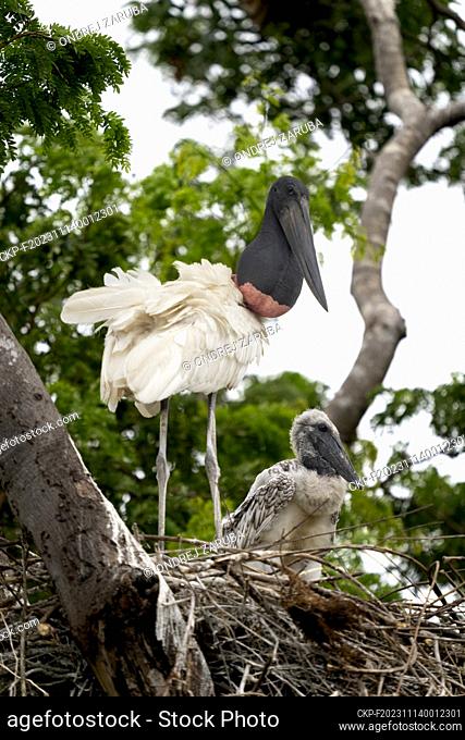 Jabiru stork in tropical Pantanal, Brasil, September 28, 2023. (CTK Photo/Ondrej Zaruba)