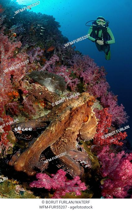 Day Octopus in Coral Reef, Octopus cyanea, Richelieu Rock, Surin Islands, Thailand