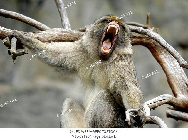 Barbary Macaque (Macaca sylvanus) having a yawn, Edinburgh Zoo, Scotland, UK