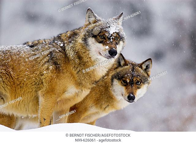 Wolves (Canis lupus). Nationalpark Bayerischer Wald, Bavarian Forest, Germany