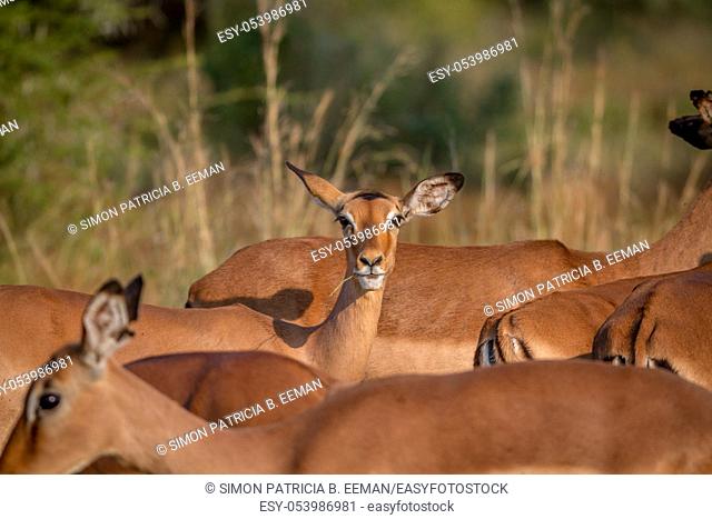 Female Impala in a herd stares at the camera in the Pilanesberg National Park, South Africa