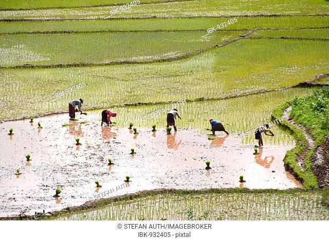 Women planting rice in terraced rice fields near the Ban Xieng Fa village, Tai Lue tribe, near Boun Neua, Phongsali Province, Laos, Southeast Asia