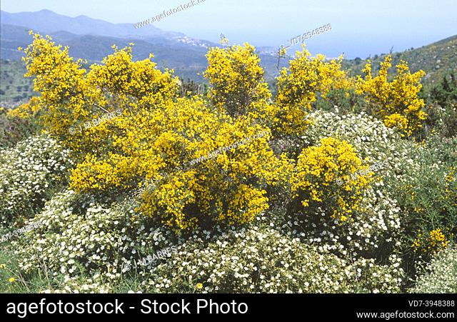 Spiny broom or thorny broom (Calicotome spinosa) is a shrub native to Mediterranean basin. Around it, with white flowers