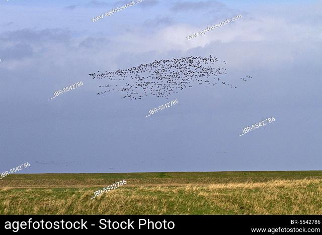 Brent geese fly along the sea wall Terrington Marsh, The Wash