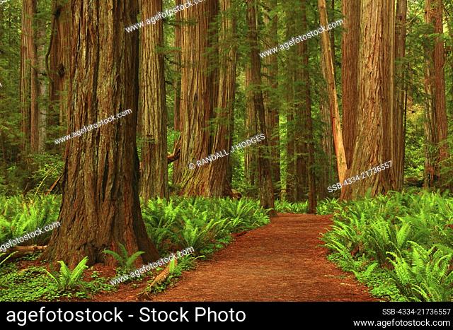 Stout Grove Trail Giant Redwood Trees in The Stout Grove in Jedediah Smith Redwoods State Park in California