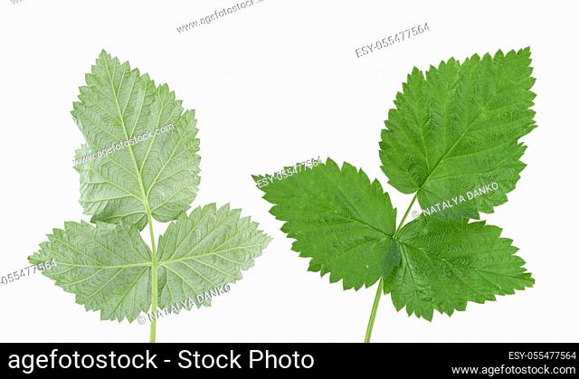 various branches green raspberry leaves isolated on a white background, close up