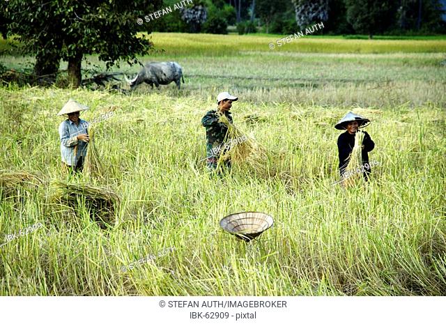 Farmers wearing rice hats at the harvest in the rice fields Muang Khong Island Si Phan Don Laos