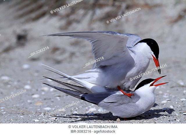 Common Tern (Sterna hirundo), copula