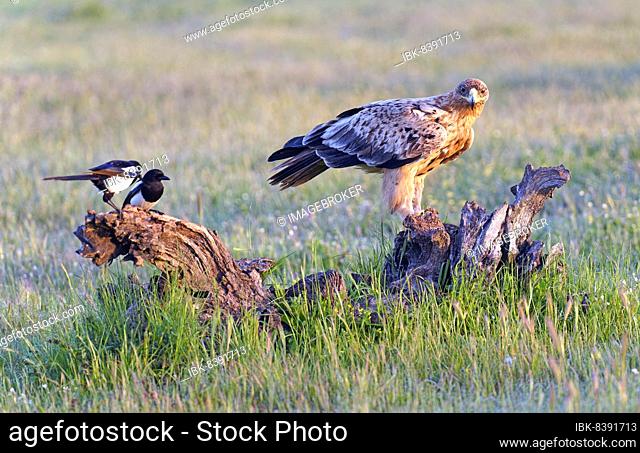 Young Spanish Imperial Eagle (Aquila adalberti), magpies, early morning, Central Spanish Steppe, Castilla-La Mancha, Spain, Europe