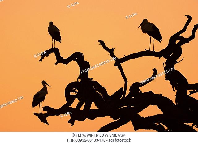 White Stork (Ciconia ciconia) three adults, standing in dead acacia tree on savannah, silhouetted at sunrise, Serengeti N.P., Tanzania, February