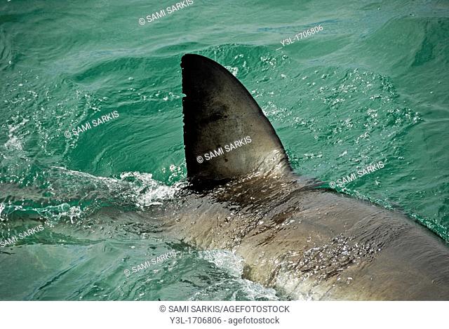 Dorsal aileron of a Great White shark (Carcharodon carcharias) swimming near water surface, Gansbaii, South Africa