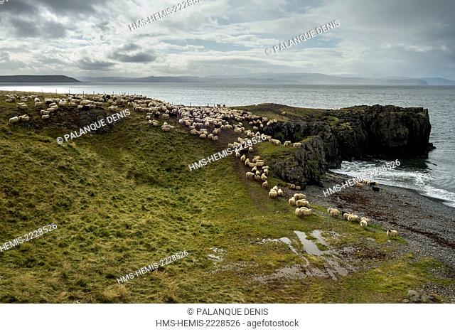 Iceland, Vatnsnes, Sauthadalsa, Fall Gathering beachfront sheep