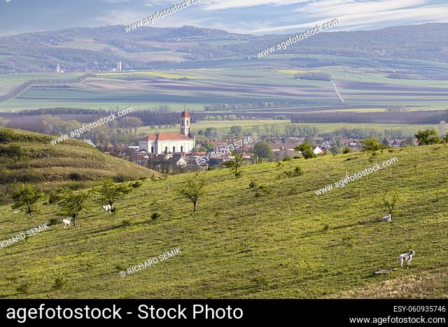 Vineyards under Palava near Bavory, Southern Moravia, Czech Republic