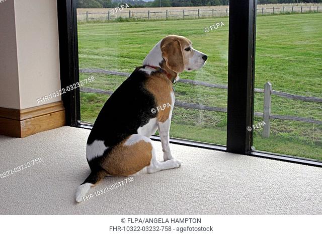 Domestic Dog, Beagle, sitting beside window in house, looking out, England
