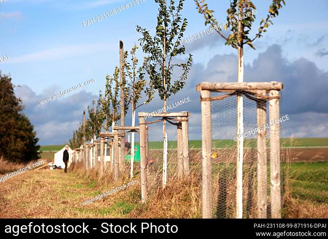 08 November 2023, Saxony-Anhalt, Ohrsleben: Deciduous and fruit trees cover a length of three kilometers along the Green Belt in Ohrsleben