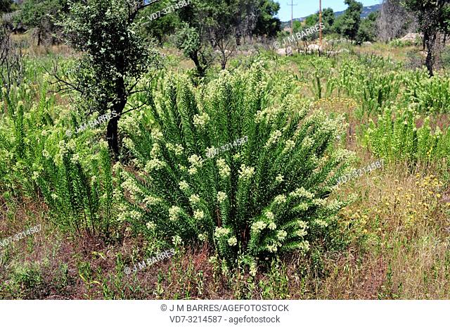 Flax-leaved daphne (Daphne gnidium) is a poisonous evergreen shrub native to Mediterranean Basin. This photo was taken near La Junquera, Girona province