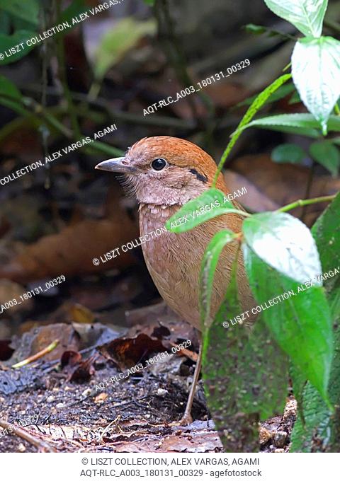 Rusty-naped Pitta perched on forest floor, Rusty-naped Pitta, Hydrornis oatesi