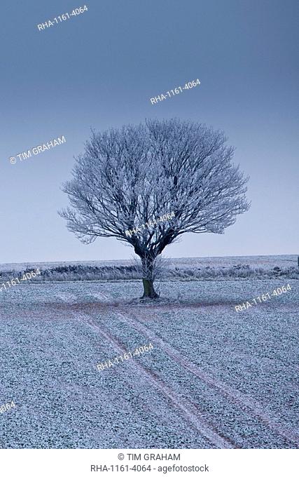 Hoar frost on tree and field in frosty wintry landscape in The Cotswolds, Oxfordshire, UK