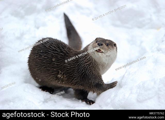 Otter (Lutra lutra) in snow