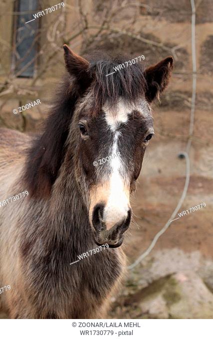 Portrait of a Connemara pony foal