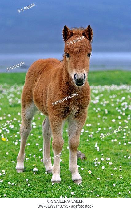 Shetland pony Equus przewalskii f. caballus, cute light brown foal looking into the camera, United Kingdom, Scotland, Shetlands Islands