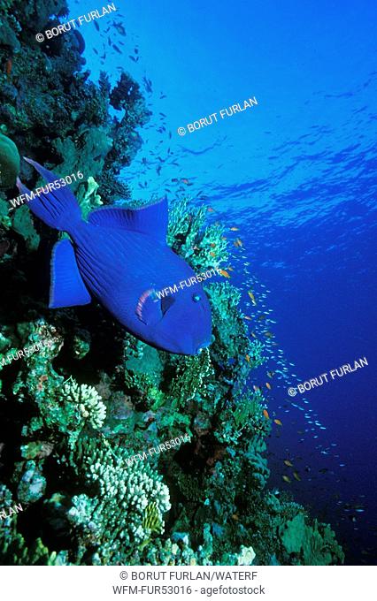 Blue Triggerfish in Coral Reef, Pseudobalistes fuscus, Ras Mohammed, Sinai, Red Sea, Egypt