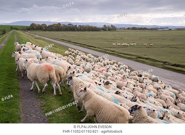 Domestic Sheep, mule ewes, flock moving from saltmarsh, Bank End Farm, Cockerham, Lancashire, England, October