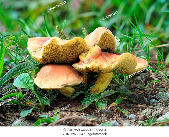 Xerocomellus armeniacus, formerly known as Boletus armeniacus or Xerocomus armeniacus, is a small wild mushroom in the Boletaceae family