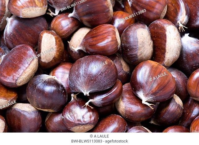Spanish chestnut, sweet chestnut Castanea sativa, fruit