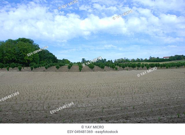 A field of hazelnut trees int he Langhe, Piedmont - Italy
